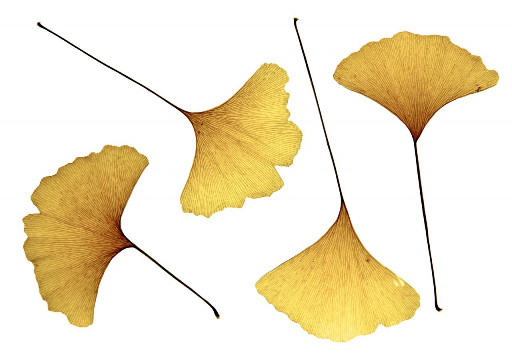 Gingko Biloba