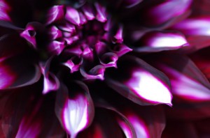 Macromania im Herbst